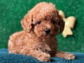 OYUNCU TOY POODLE YAVRULARIMIZ