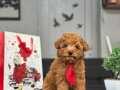 OYUNCU TOY POODLE YAVRULARIMIZ