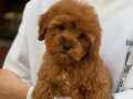 HARİKA MALTİPOO YAVRULARIMIZ