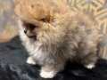 ORJİNAL POMERANİAN BOO YAVRULARIMIZ