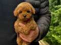 SEVİMLİ TOY POODLE YAVRULARIMIZ