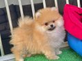 ORJİNAL POMERANİAN BOO YAVRULARIMIZ