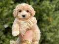 OYUNCU MALTİPOO YAVRULARIMIZ
