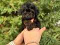 SİYAH İNCİ TOY POODLE YAVRULARIMIZ