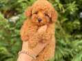 OYUNCU TOY POODLE YA RILARIMIZ