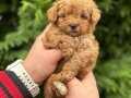 ORJİNAL MALTİPOO YAVRULARIMIZ