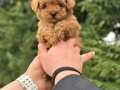SHOW KALİTE ORJİNAL MALTİPOO BEBEKLER