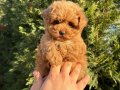 SHOW KALİTE MALTİPOO YAVRULARIMI