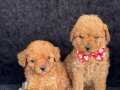 MİNİ BOY POODLE YAVRULARIMIZ