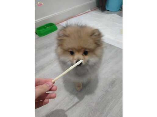 4 aylık dişi pomeranian