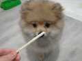 4 aylık dişi pomeranian