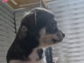 Chihuahua (elma kafa 01 no) yavrulari