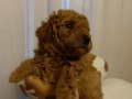 23 temmuz doğumlu orjınal Poodle anne baba Kore toy Poodle