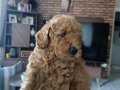23 temmuz doğumlu orjınal Poodle anne baba Kore toy Poodle
