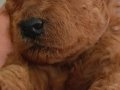 23 temmuz doğumlu orjınal Poodle anne baba Kore toy Poodle