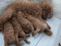 23 temmuz doğumlu orjınal Poodle anne baba Kore toy Poodle