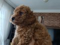 23 temmuz doğumlu orjınal Poodle anne baba Kore toy Poodle