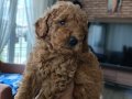 23 temmuz doğumlu orjınal Poodle anne baba Kore toy Poodle
