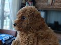 23 temmuz doğumlu orjınal Poodle anne baba Kore toy Poodle