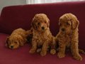 23 temmuz doğumlu orjınal Poodle anne baba Kore toy Poodle