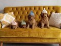 23 temmuz doğumlu orjınal Poodle anne baba Kore toy Poodle