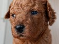 23 temmuz doğumlu orjınal Poodle anne baba Kore toy Poodle