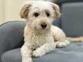 4 yaşında Maltipoo