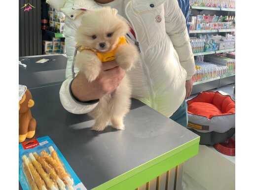 Pomeranianboo