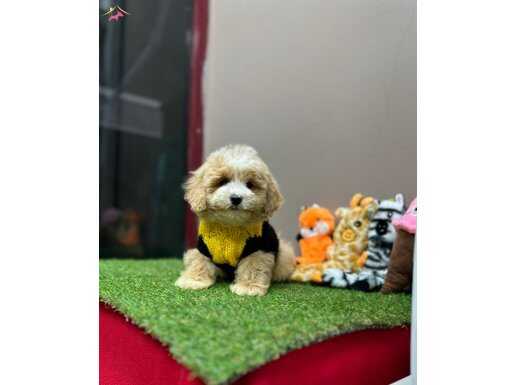 Maltipoo