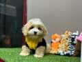 Maltipoo