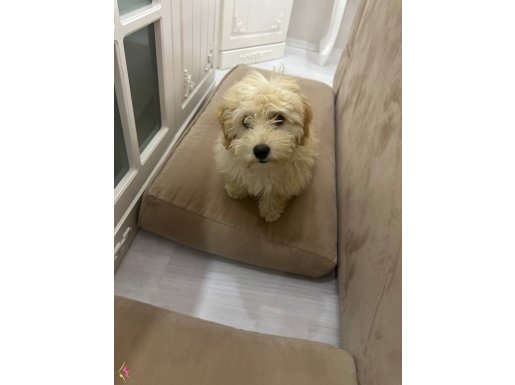 Maltipoo
