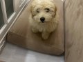 Maltipoo