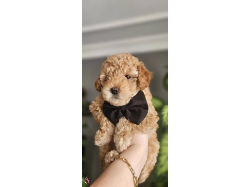 Erkek toy poodle yavruları(toy boy)