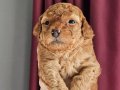 Erkek toy poodle yavrular 