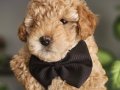 Erkek toy poodle yavruları(toy boy)