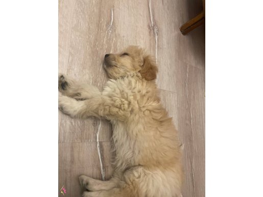 En uygun fiyata bebek maltipoo