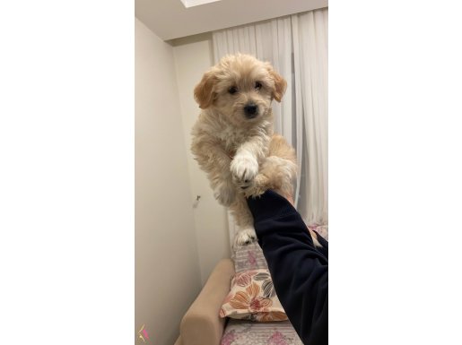 Aile nedenlerinden dolayı köpeğimizi veriyoruz