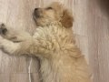 En uygun fiyata bebek maltipoo