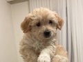 Aile nedenlerinden dolayı köpeğimizi veriyoruz