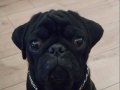 Kömür Karası Pug 