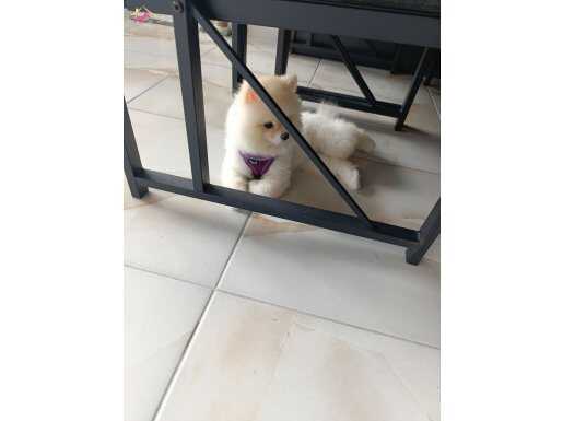 Orninal Teacup 