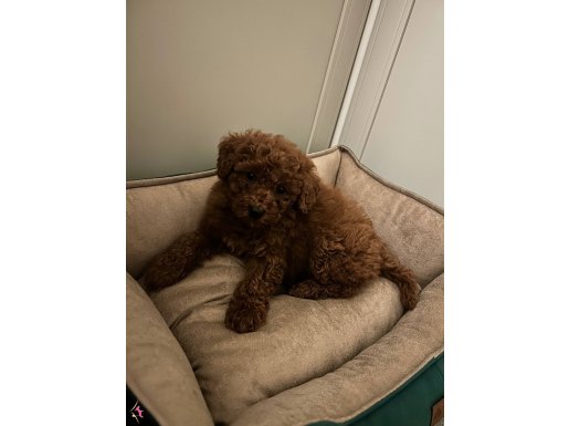 3 aylık yavru poodle