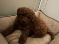 3 aylık yavru poodle