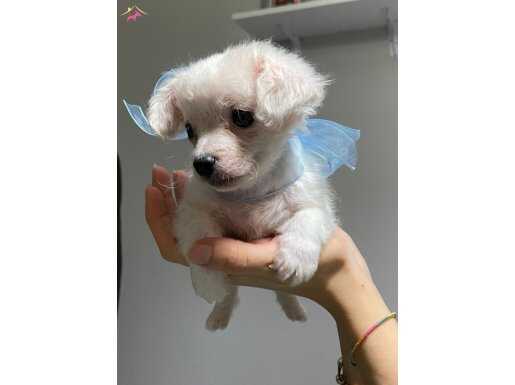 2 Aylık Minik Maltese Terrier