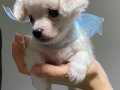 2 Aylık Minik Maltese Terrier
