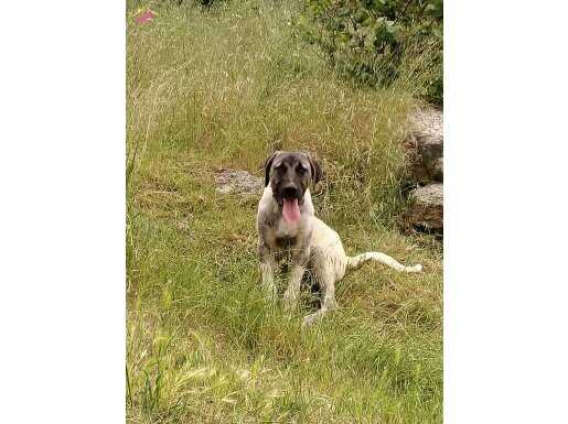 ANADOLU ÇOBAN KÖPEĞİ 6 AYLIK 