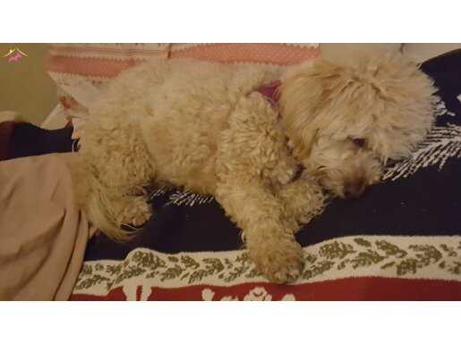 SAĞLIKLI AŞILARI TAM TOY POODLE