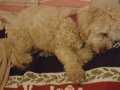 SAĞLIKLI AŞILARI TAM TOY POODLE