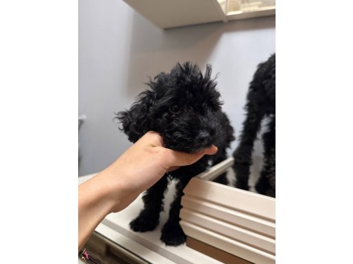 Nadir bulunan siyah poodle