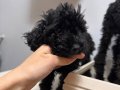 Nadir bulunan siyah poodle